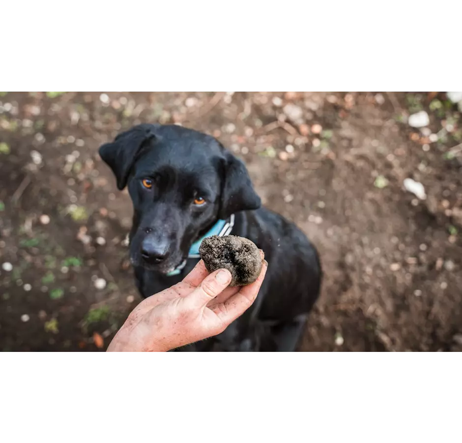 Kings Truffles And Dog